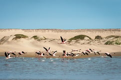 Hoanib Skeleton Coast