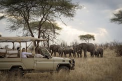 Safari vehicle with elephants