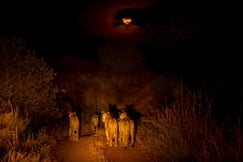 Lions at night on safari in Tanzania