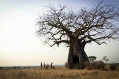 Walking Safari under a giant Baobab Tree