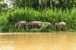 Kinabatangan Wetlands Resort