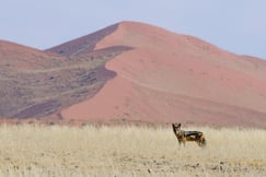 Kulala Desert Lodge