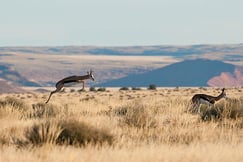 Kulala Desert Lodge