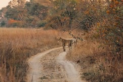 Lion on the road to Musekese Camp