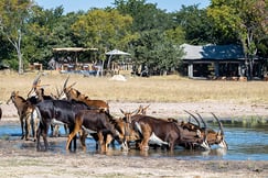 Little Makalolo Camp