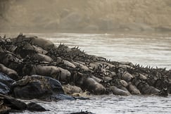 Mara Plains Camp