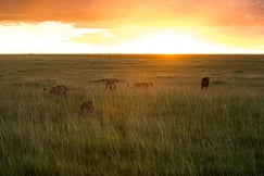 Mara Plains Camp