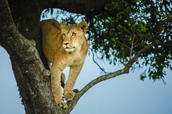 Mara Plains Camp