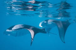 The Nautilus Maldives