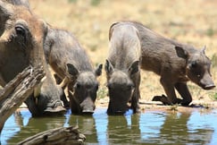 Okonjima Lodge