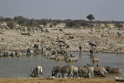 Ongava Lodge