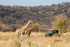 Ongava Tented Camp