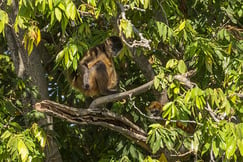 A visit to Monkey Sanctuary from Rancho Santana