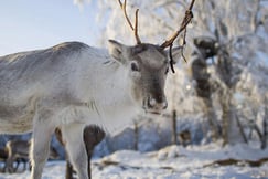 Reindeer Scaled The Outpost Lodge, Finland