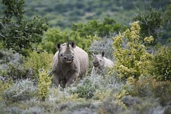 Monitoring the rhinos by Kwandwe Ecca Lodge, South Africa