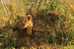 Wildlife at Sable Camp by MalaMala, South Africa