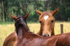 Estancia Los Potreros