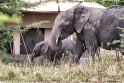 Elephants walking past a luxury tented camp in the Serengeti