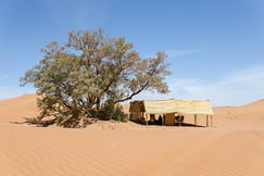 Sahara Desert Camp