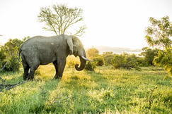 Singita Ebony Lodge