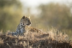 Singita Ebony Lodge