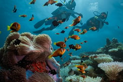 Diving activity at Six Senses Laamu