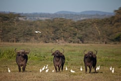 Solio Lodge