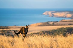 Southern Ocean Lodge