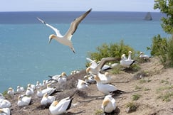 The Farm at Cape Kidnappers