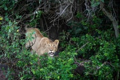 A lion prowling in the Serengeti