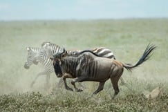 The great migration at the Serengeti