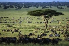 Serengeti plains with wildebeast and zebra grazing