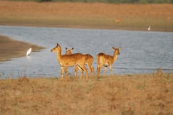 Other wildlife seen from Ntemwa-Busanga Camp