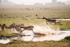 Animals in the river