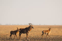 Animals gathering at Ntemwa-Busanga Camp