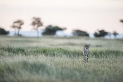 Singita Sabora Tented Camp