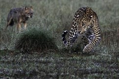 Leopard running in Wilpattu National Park