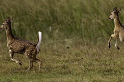 The wildlife at Wilpattu National Park