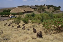 Simien Lodge