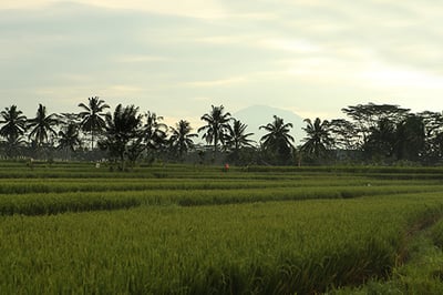 Alila Ubud