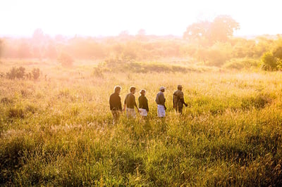 Guided Walking Safari from Ila Lodge