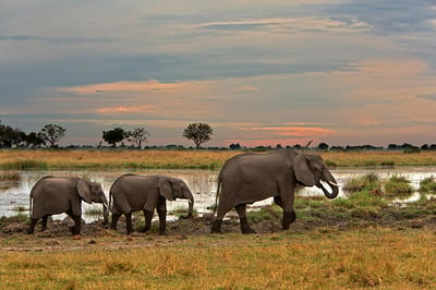 Kwando Lagoon Camp