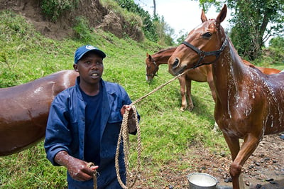 Offbeat Riding Safaris