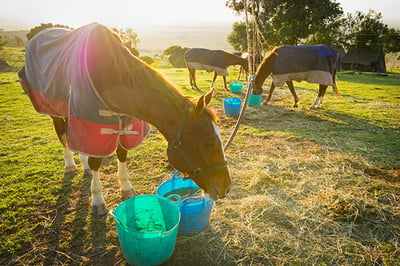 Offbeat Riding Safaris