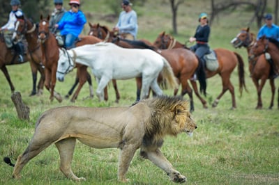 Offbeat Riding Safaris