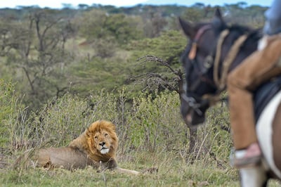 Offbeat Riding Safaris