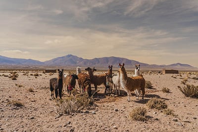 The wildlife surrounding Pristine Salinas Grandes Camp, Agentina