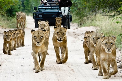 Sabi Sabi Little Bush Camp