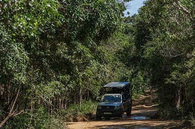 Jeep safari to Wilpattu National Park