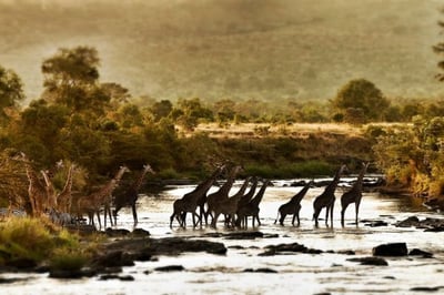 Giraffes crossing the Mara River